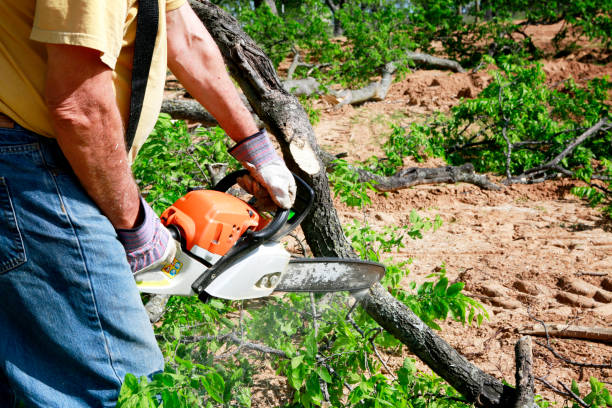 Best Tree Risk Assessment  in Minnetonka, MN